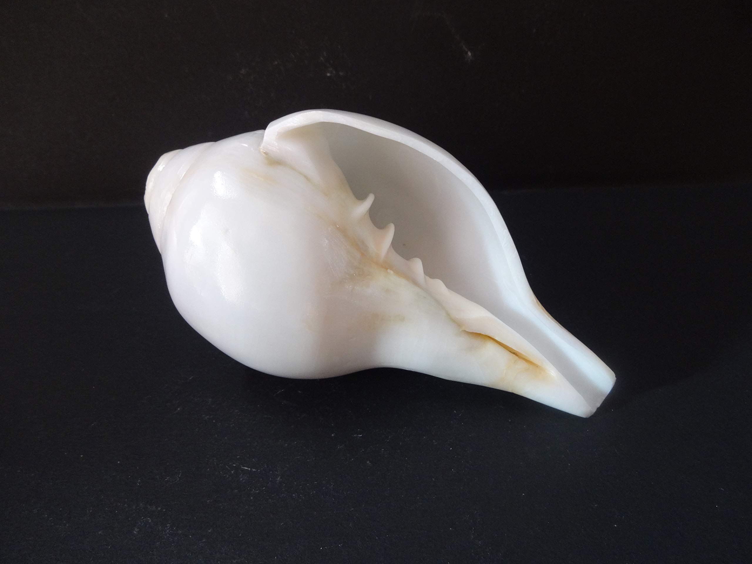 Original Shankh de soufflage (VAMAVARTI BAJEWALA) - Coquille de conque - Shankh fort et grand Blowing Shankh Conch Shankha de coquillage de mer pour force pulmonaire/immunité 6"inch blanc
