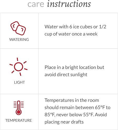 Miniatura 5 de Plants and Blooms Shop JAI261 Anthurium Plantas vivas de fácil cuidado, 5 pulgadas de diámetro, color rosa