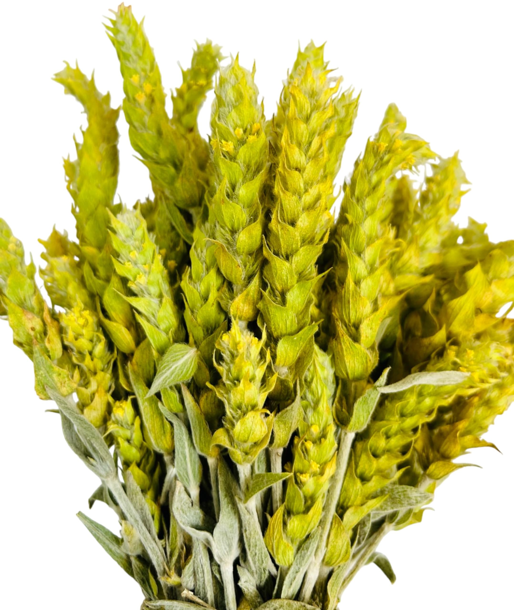 Zertifizierte Bio Griechischer Bergtee Sideritis Scardica 220g - 5kg Premium Qualität (950 grams)