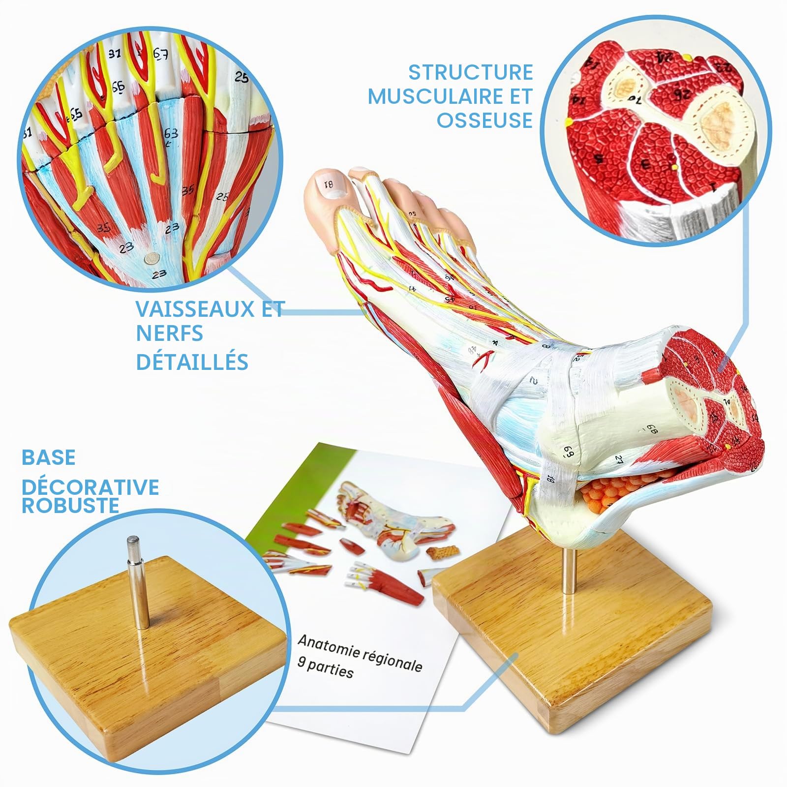 Modèle anatomique naturel de grand pied 9 parties avec 81 signes numériques et descriptions de texte correspondantes, excluant les os, les muscles, les ligaments, les nerfs et les vaisseaux sanguins