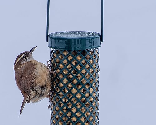 Miniatura 7 de C&S Wild Bird - Mega caja de pepitas de sebo para pájaros carpinteros, 8 libras (paquete de 2)