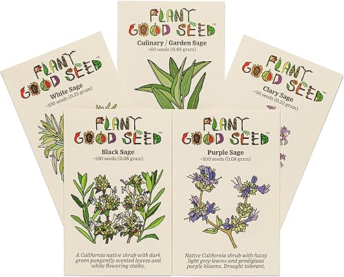 Miniatura 6 de Semillas de salvia blanca Salvia apiana  Paquete de 100 semillas de hierbas sin OMG polinizadas abiertas y sin tratar para plantar de EE UU