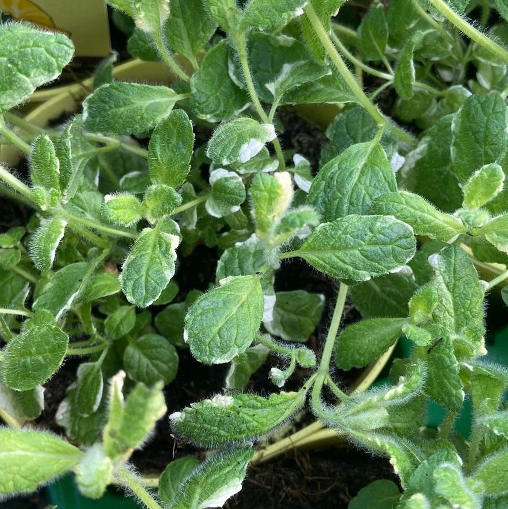 Pianta Menta Ananas Vera - Vaso Ø14cm, Aromatica, Foglie Profumate, Per Tisane E Cocktail - Foto 12