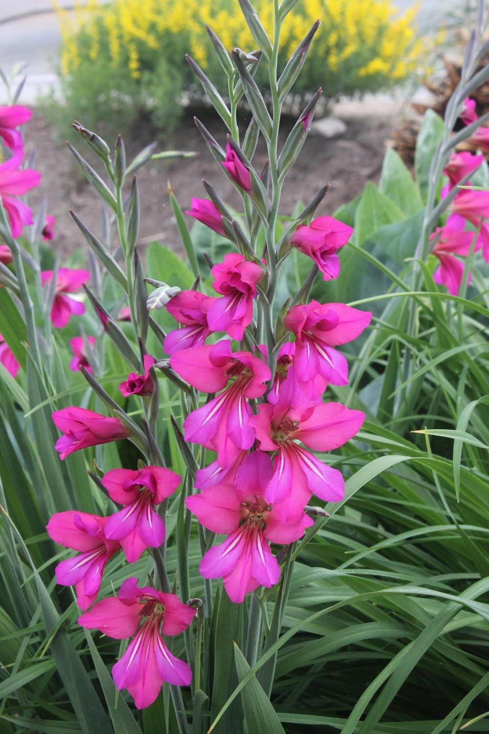Byzantine Gladiolus Bulbs – Hardy Perennial Flower Bulbs with Magenta Orchid-Like Blooms, Easy to Grow Byzantine Gladiolus Bulbs for Planting, Deer Resistant & Pollinator Friendly