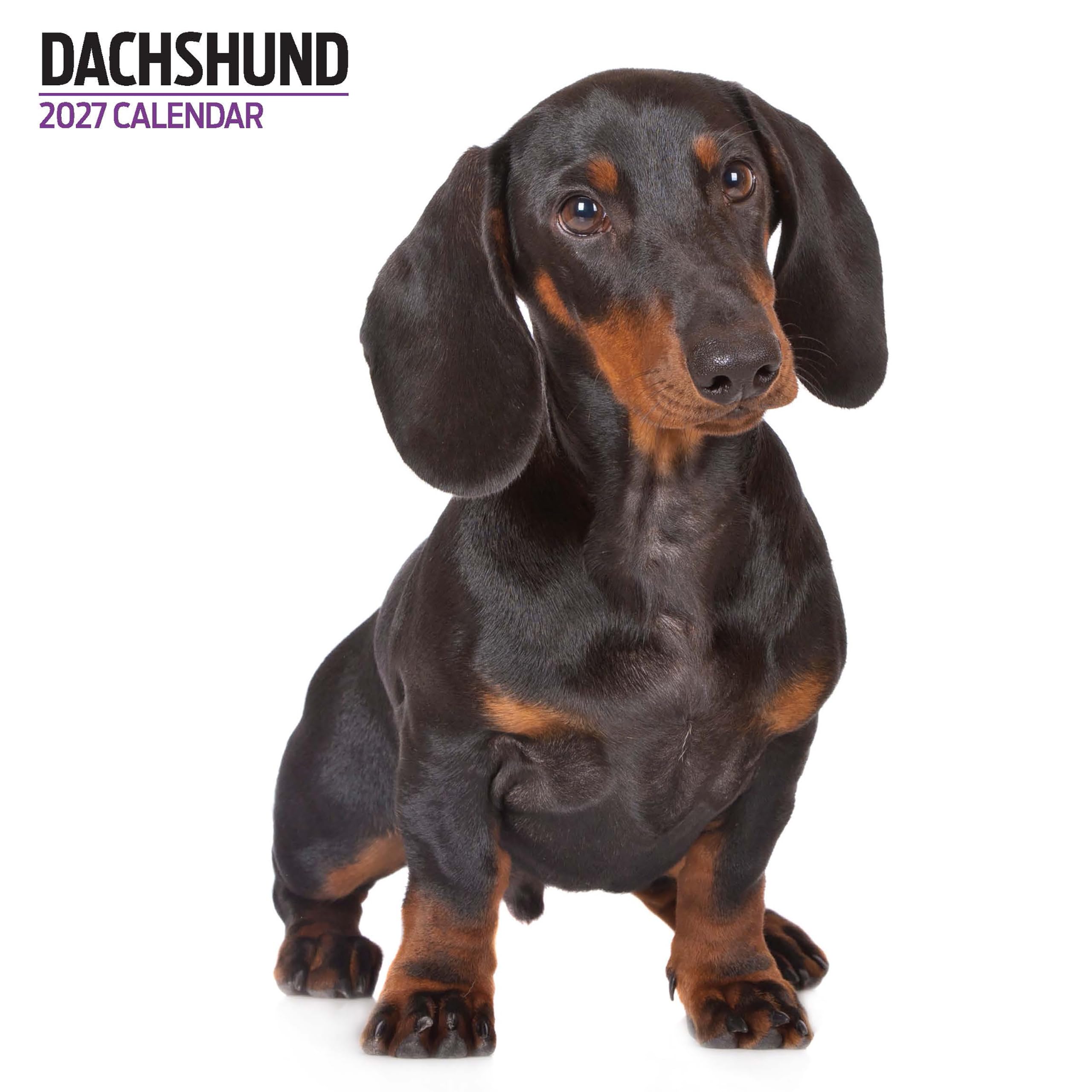 Dachshund 2027 Modern Calendar