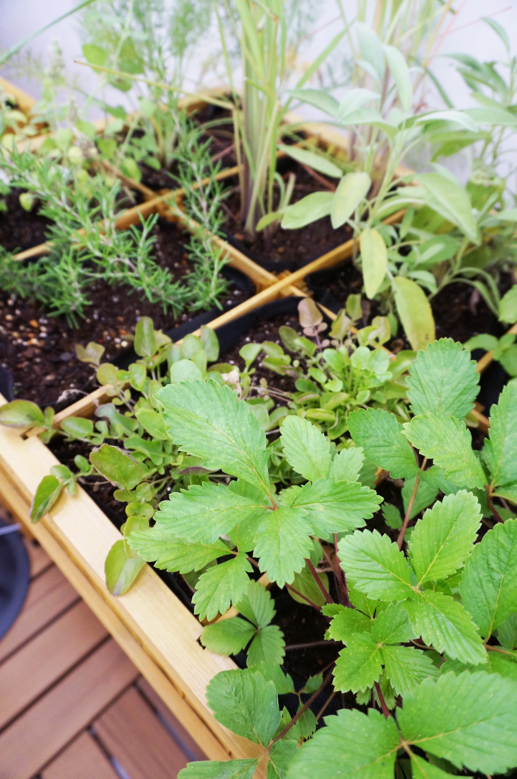 Vegtrug - Mesa de Cultivo, Incluye Compartimentos para Plantas // 80 x 78 x 58 cm (Largo x Prof. x Alto)