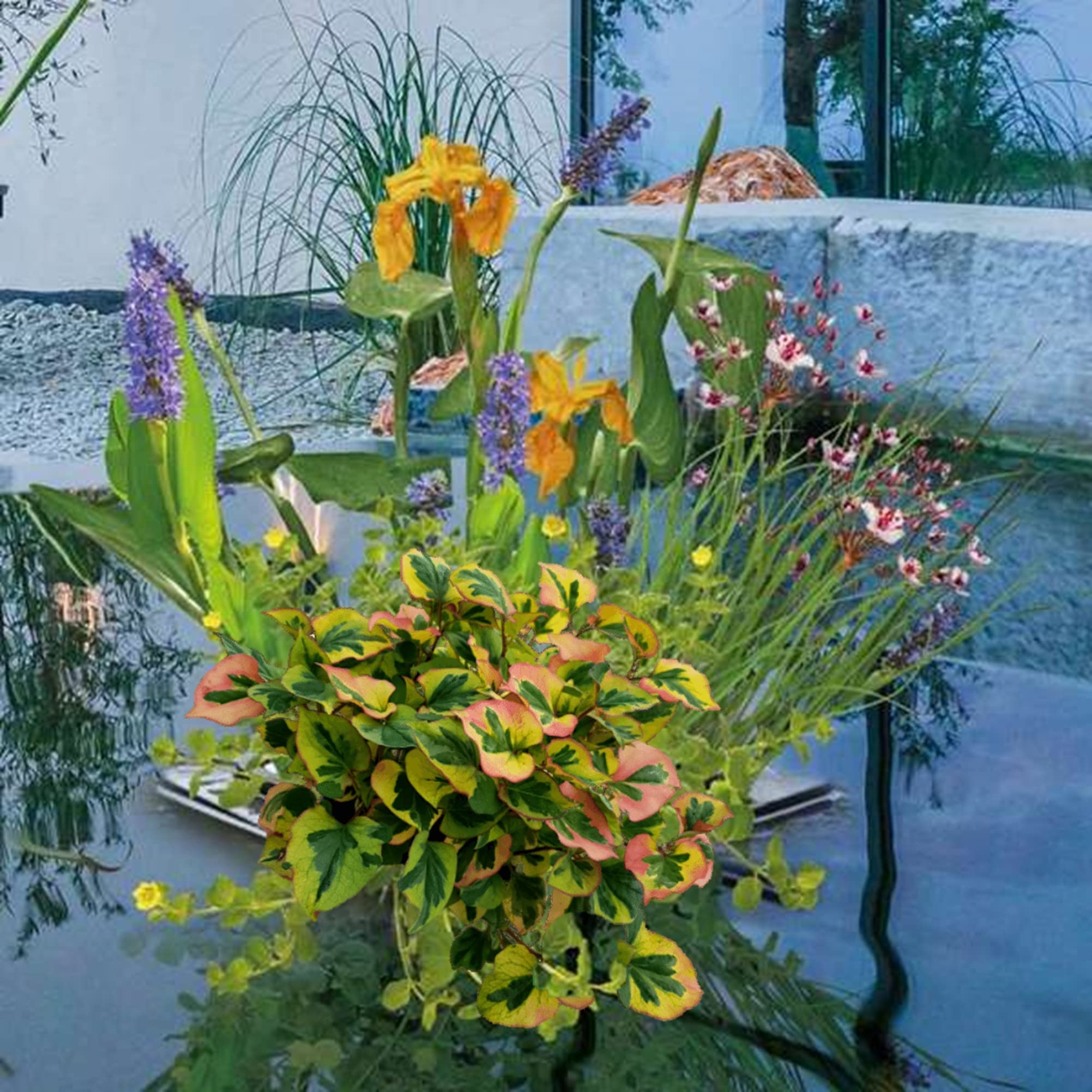 vdvelde․com - Isola galleggiante 25x25 cm con piante da laghetto | Filtro naturale per il giardino acquatico, cestino, substrato e concime, fino a 80 cm, rustica