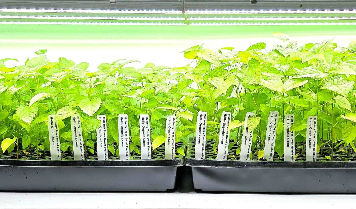 Mulberry Dwarf Everbearing Price Includes Four (4) Plants Includes 'Hello Organics' Plant Tags