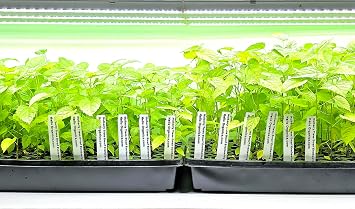 Mulberry Dwarf Everbearing Price Includes Four (4) Plants Includes 'Hello Organics' Plant Tags