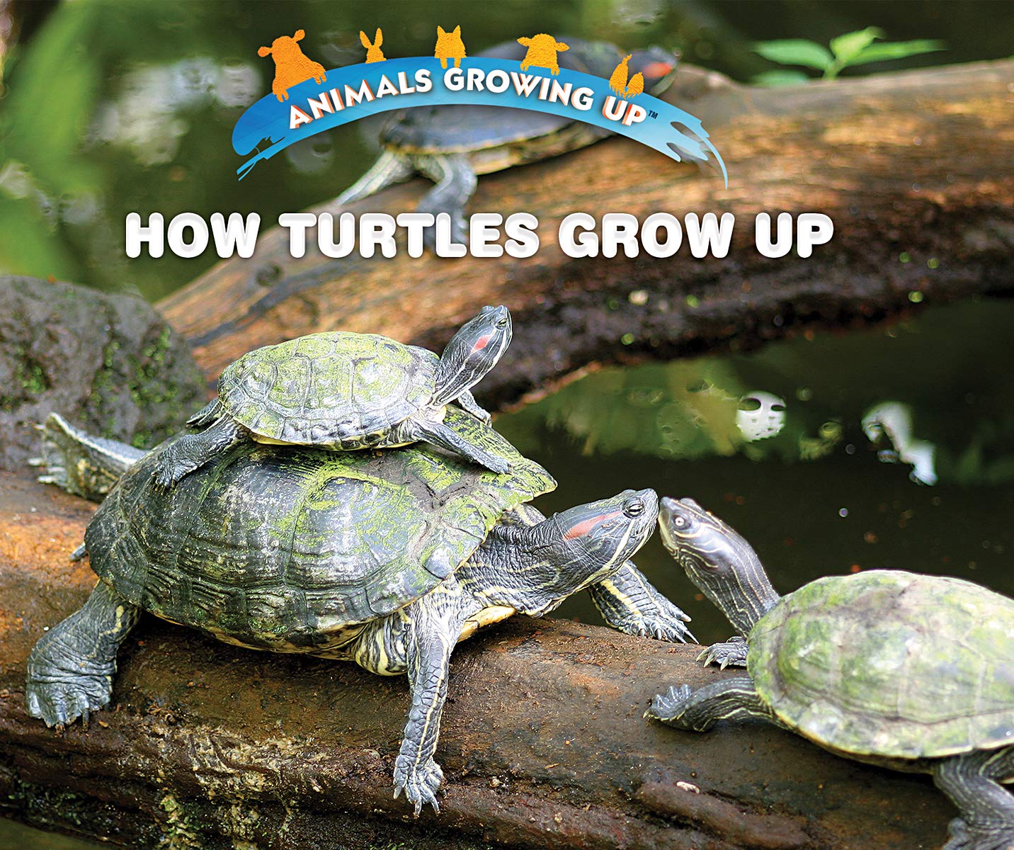 How Turtles Grow Up (Animals Growing Up): Bozzo, Linda: 9781978508316 ...
