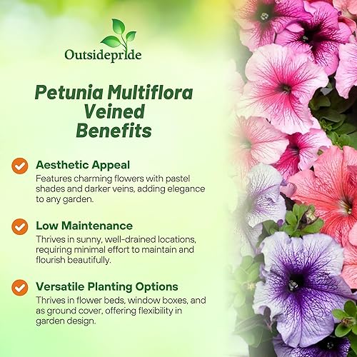 Miniatura 3 de Outsidepride Semillas de petunia multiflora veteadas, 1000 unidades. Semillas anuales, compactas, de flores para plantar, flores vibrantes, ideales
