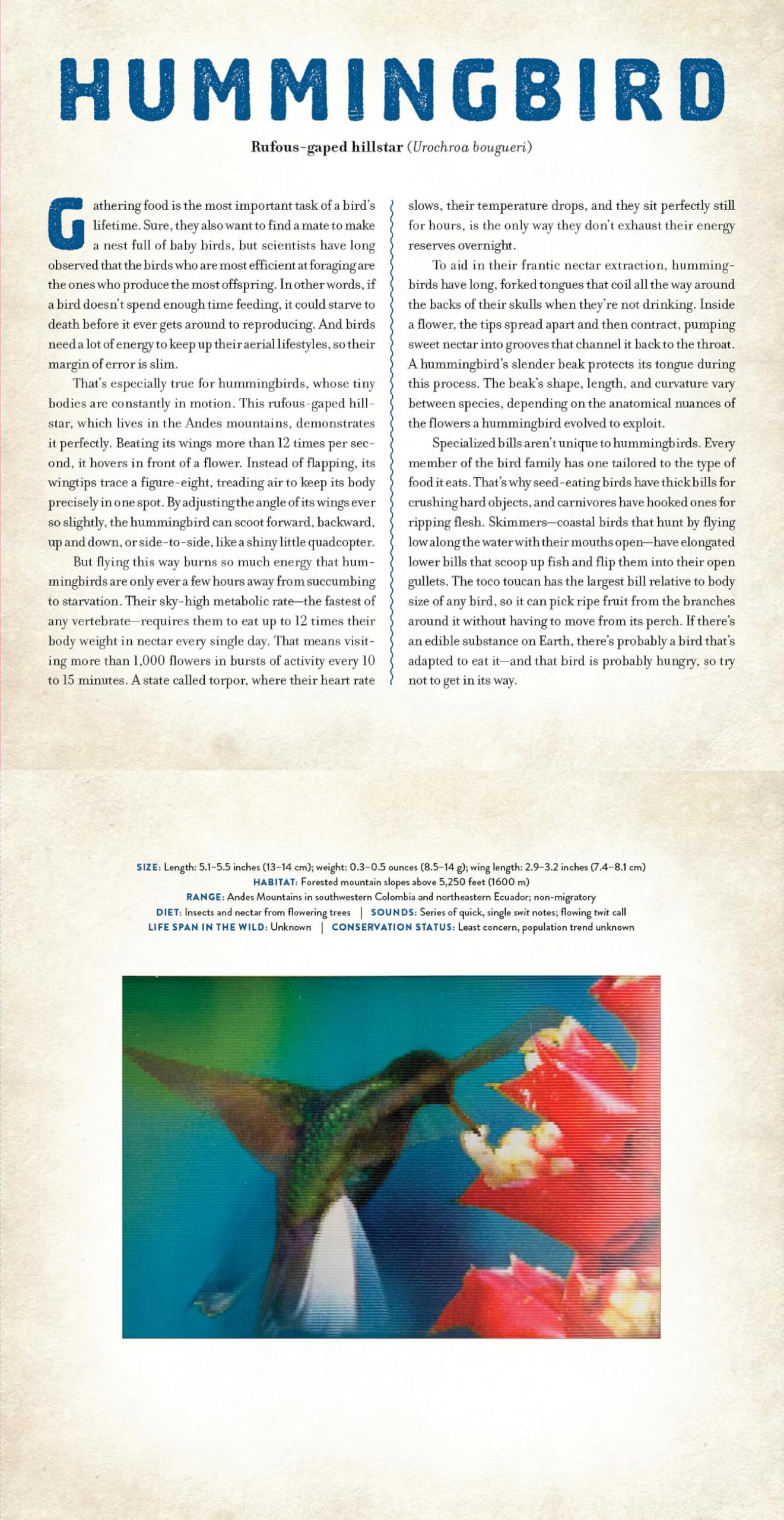 Birds: A Photicular Book