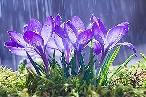 Purple Remembrance Crocus: A Vibrant Symbol of Spring