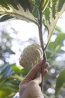 Vista 5 de Noni 120 cápsulas vegetales - 400 mg por cápsula: fruta orgánica de Noni