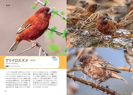 せかいのスズメ