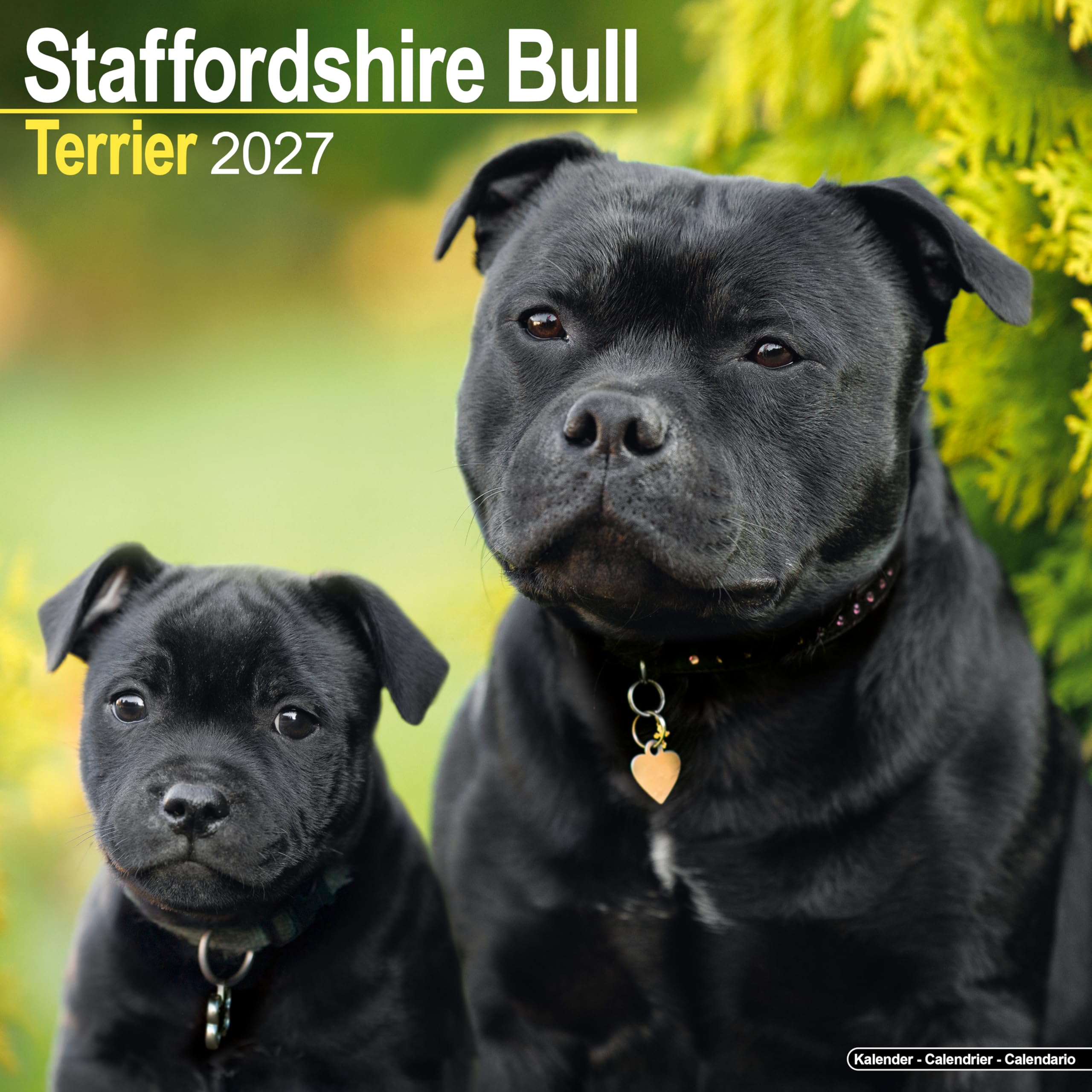 Staffordshire Bull Terrier 2027 Calendar | Square Wall Calendar | Dog Breed Gift | Plastic Free Packaging | by Avonside Publishing