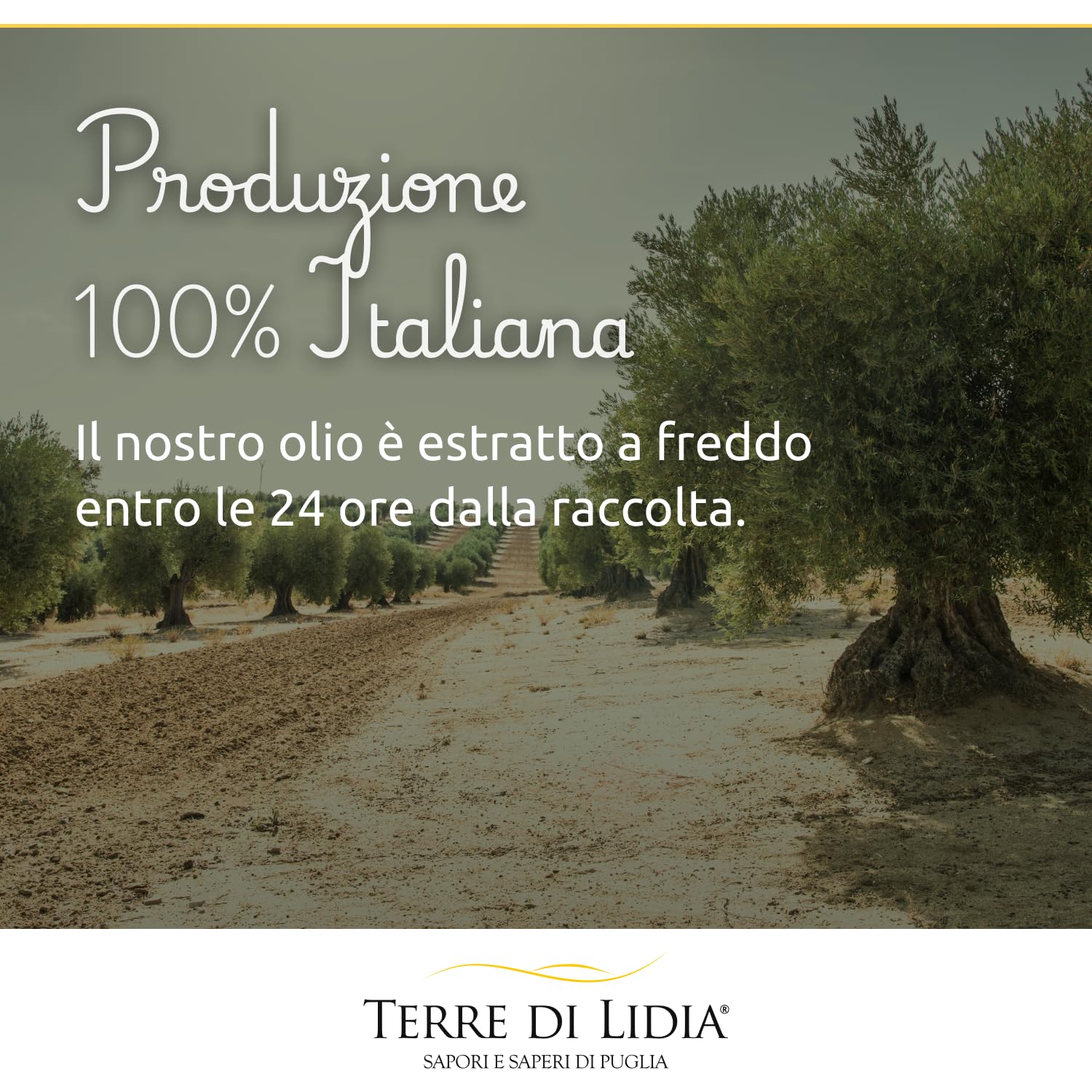 Terre di Lidia - Olio extravergine di oliva - 1 bag in box (3 L) - scatola con rubinetto laterale - Filiera corta - Varietà Ogliarola, Gusto Delicato - Produzione 100% italiana