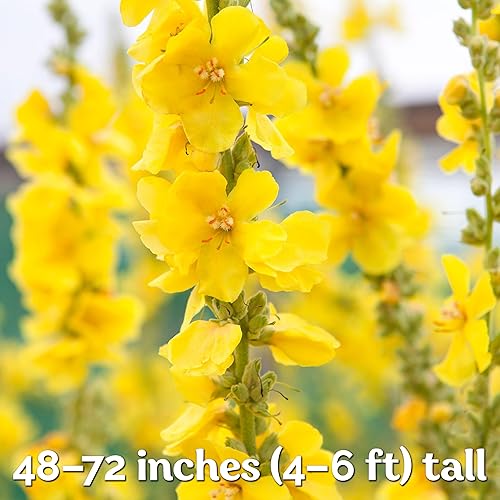 Miniatura 4 de KVITER 1,500 semillas de gordolobo para plantar (Verbascum Thapsus)  Hierba de gordolobo, semillas de reliquia no transgénicas orgánicas  Ideal para