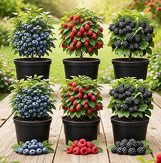6 Pack Berry Grower Live Plants Bundle – 2 Blueberry, 2 Raspberry & 2 ...
