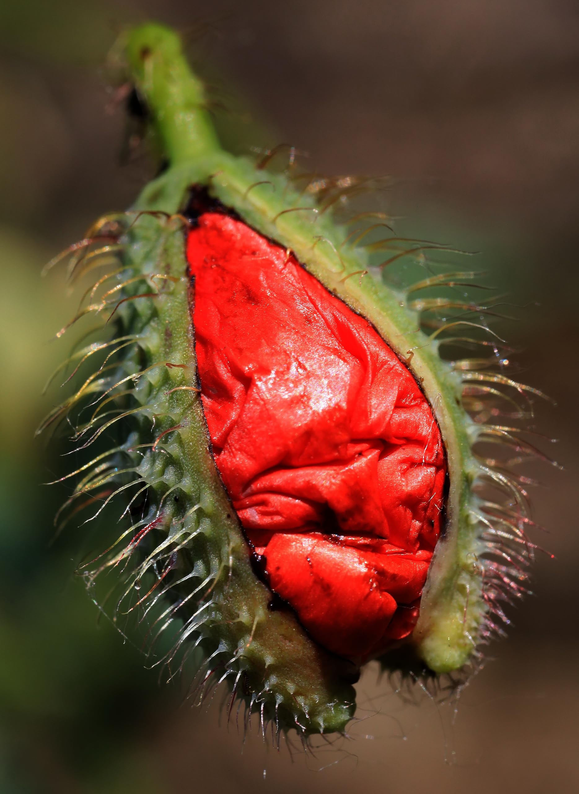 Klatschmohn (Papaver rhoeas) Samen. Heilpflanze (1000000 Samen = 100,0g)