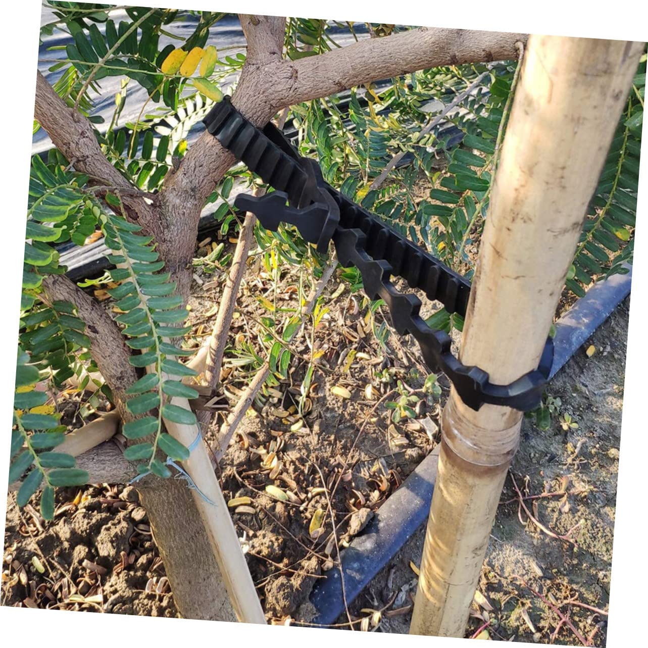 10 Pezzi Cinghie in Gomma per Legare Alberi e Bonsai, Fascette Regolabili per Giardino Esterno, Supporto Sicuro per Piante e Alberi da Frutta Nero