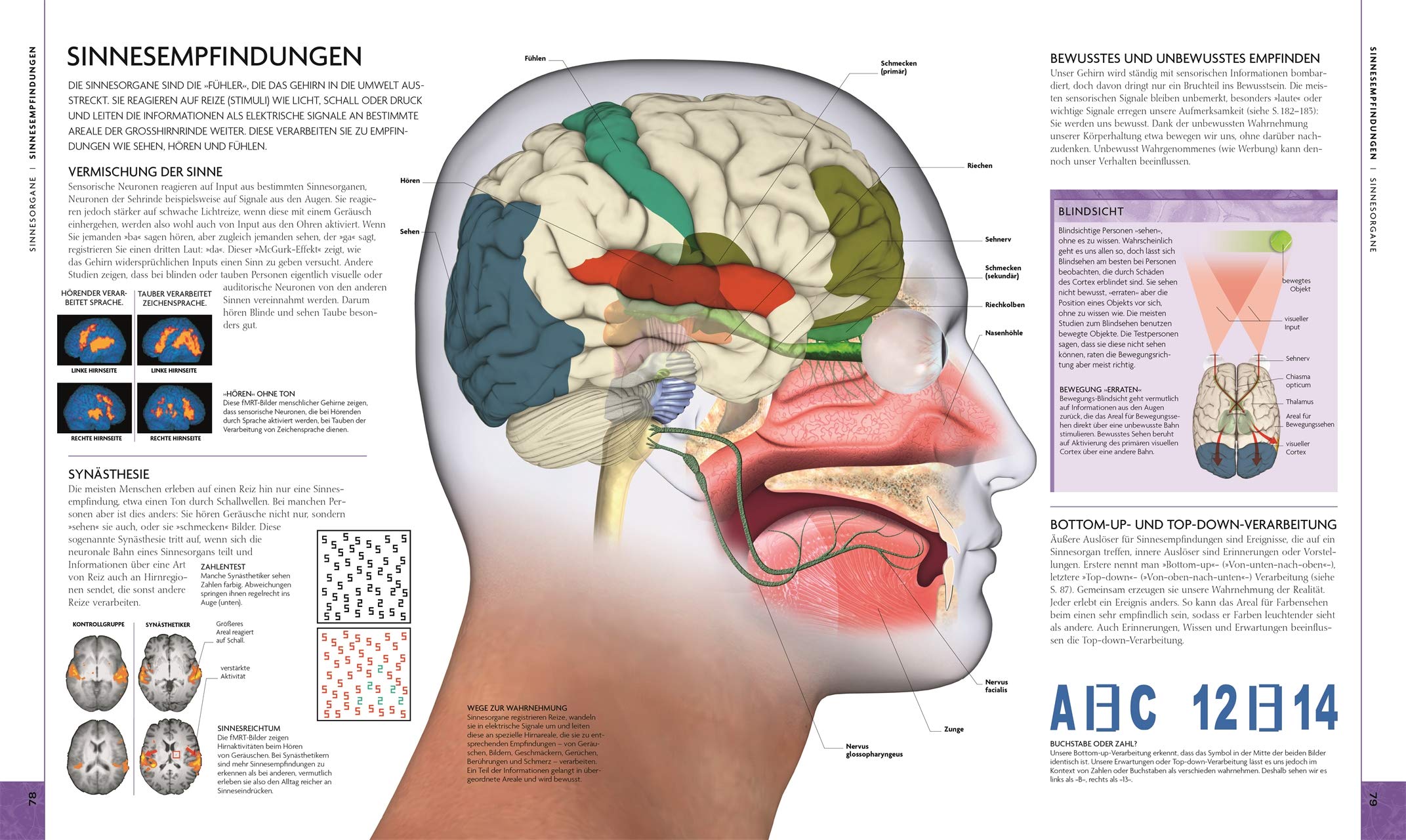 Das Gehirn: Anatomie, Sinneswahrnehmung, Gedächtnis, Bewusstsein, Störungen. Aktualisierte Neuausgabe