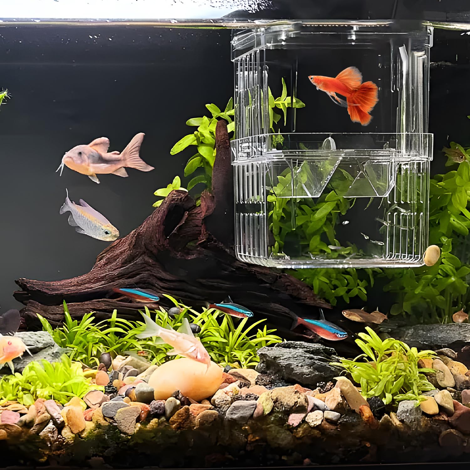 Scatola di allevamento per Guppy e specie tropicali, in plastica trasparente con serbatoio di isolamento, incubatrice galleggiante e divisore