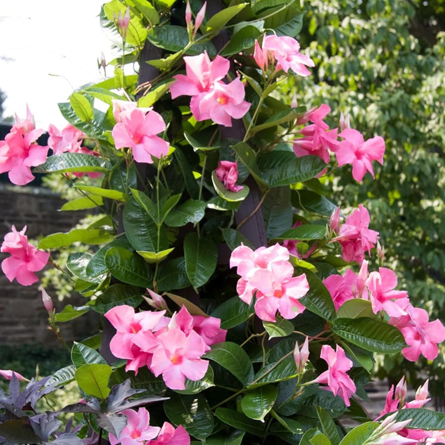 Seeds 50 Pc/bag Rare Semi -dipladenia Sanderi Perennial Climbing