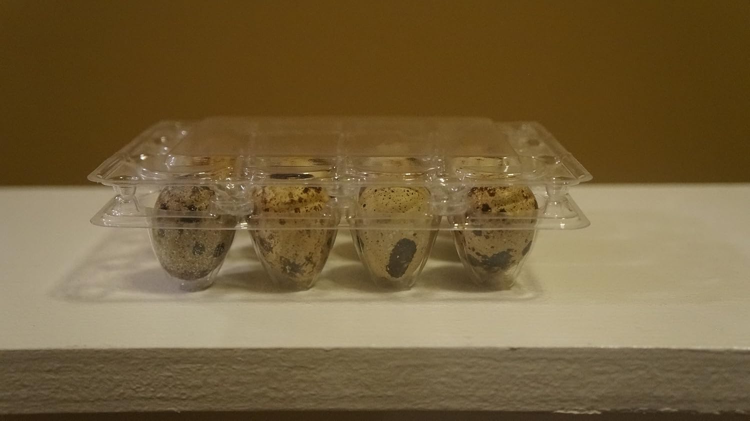 12 Large Fertile Hatching Coturnix Quail Eggs