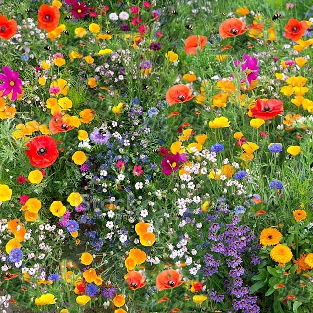 Mix 149a 100g Wild Flower Meadow Certified Seeds Over 25 Species of Flower NO Grass Amazing Value Bulk Wholesale