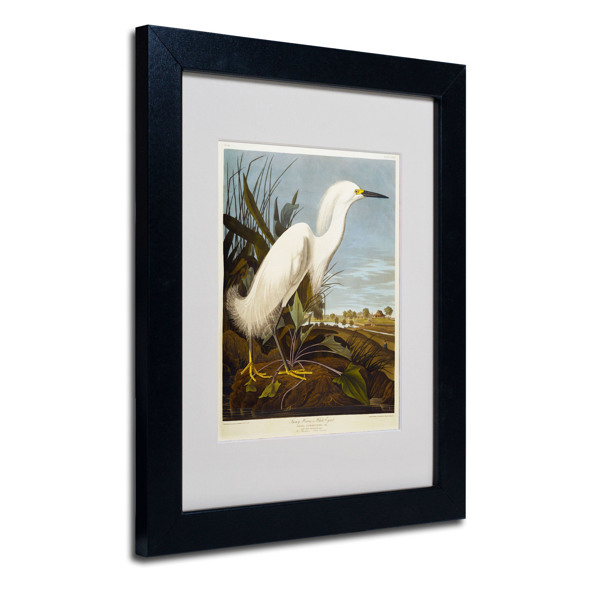 Trademark Fine Art Snowy Heron Matted Artwork by John James Audubon with Black Frame 11 by 14-Inch