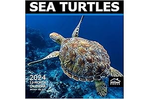 Eye-Catching Ocean Life Calendar 2024: Explore the Marvelous Wonders of the Sea
