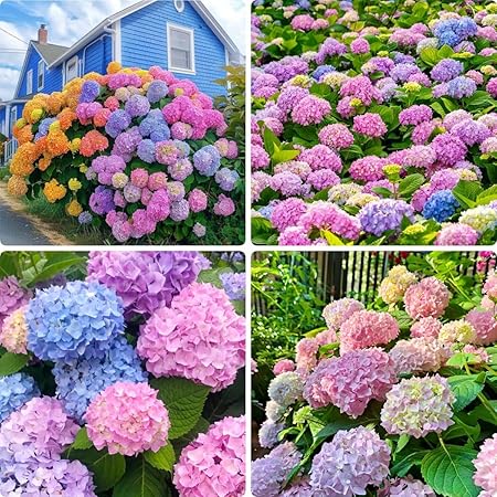 Hydrangea Seeds 60PCS - Non-GMO Shade-Tolerant Perennial Flowers, Low-Maintenance &