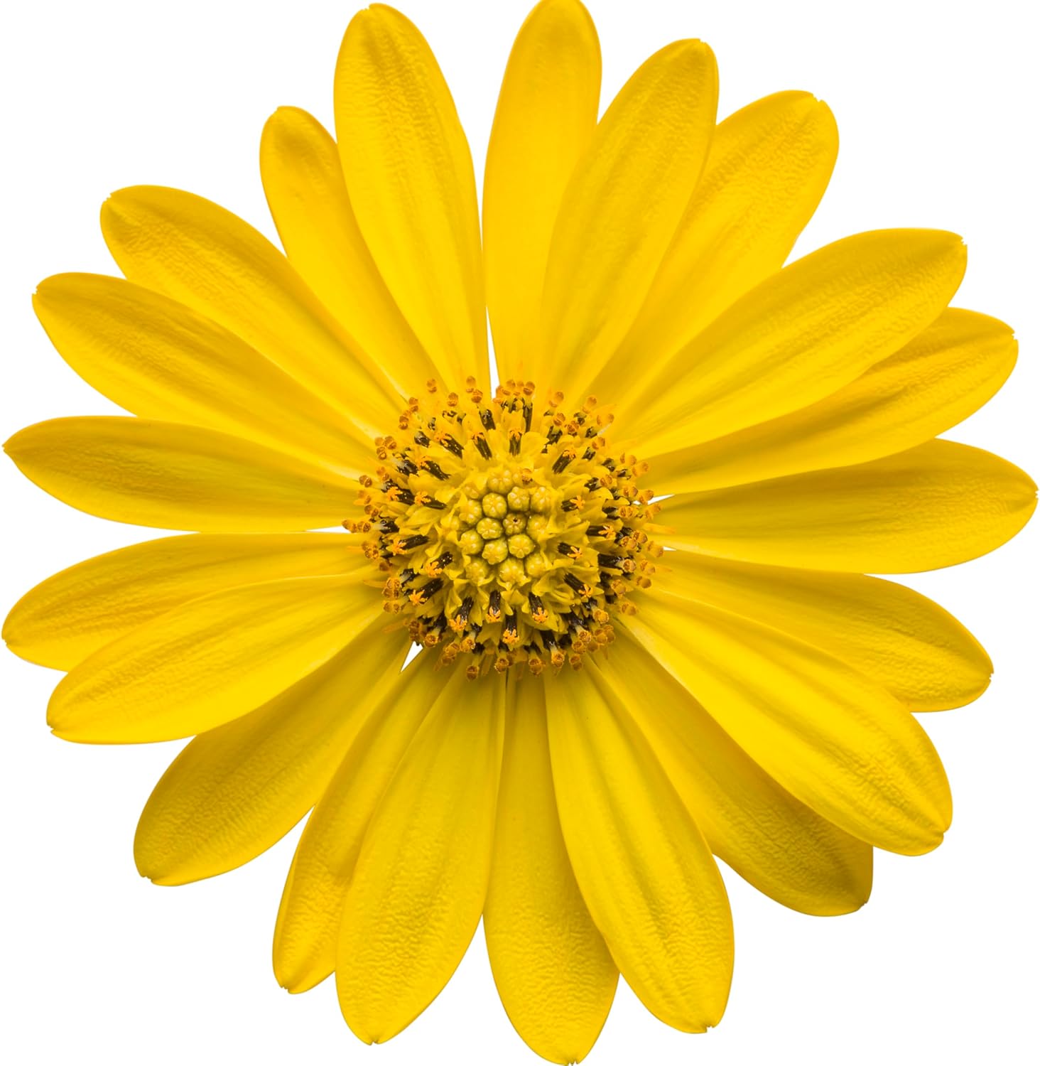 Proven Winners Bright Lights Yellow African Daisy (Osteospermum) Live Plant, Eco+ Grande, 4 Pack