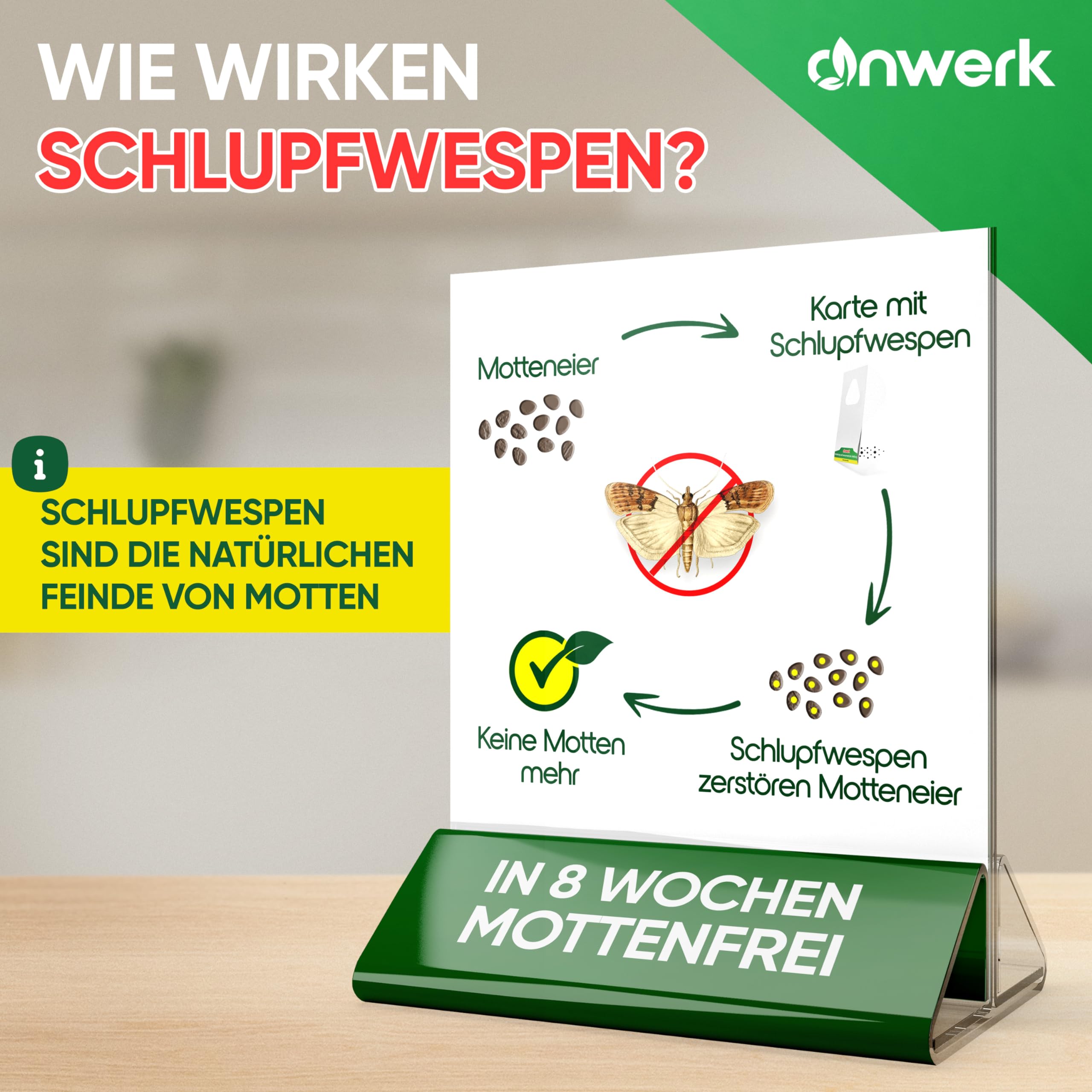 anwerk® Schlupfwespen gegen Lebensmittelmotten - 4 Karten à 1 Lieferung - Effektiv Lebensmittel Motten bekämpfen - Alternative zur Mottenfalle, Mottenspray, Pheromonfalle (4X Karten à 1 Lieferung)