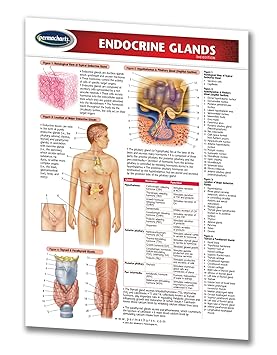 Permacharts - Endocrine Glands Chart Single Panel - -