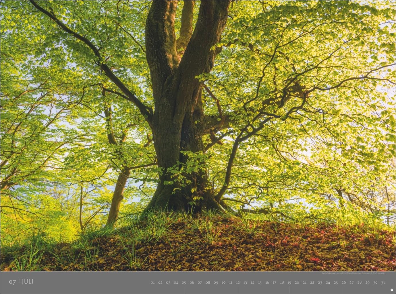 Deutsche Nationalparks - Edition Alexander von Humboldt Kalender 2026: hochwertiger Foto-Wandkalender 2026. Großer Kalender mit beeindruckenden Fotos ... Alexander von Humboldt Kalender Heye)