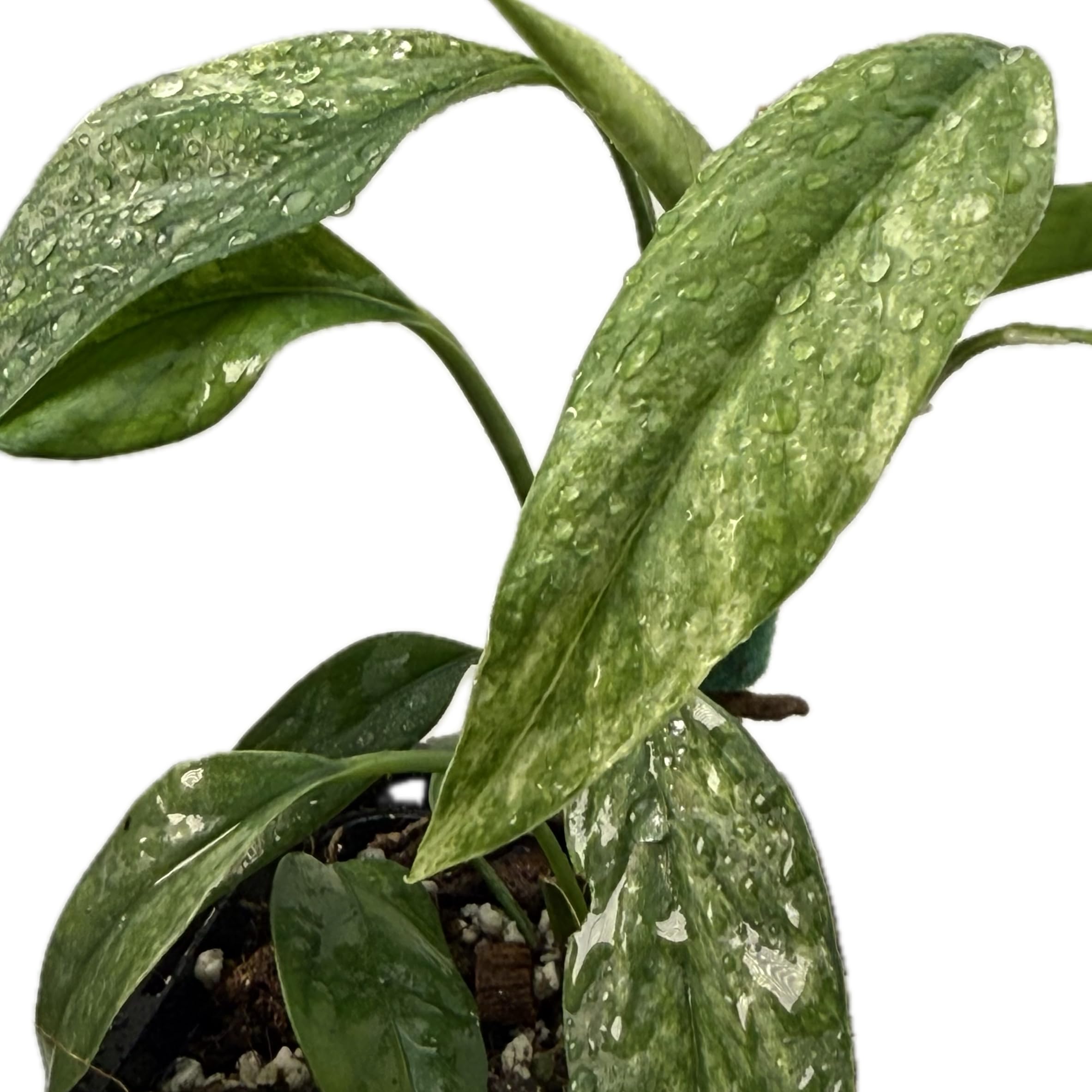 Epipremnum hanoman sp. bali variegata – seltene Zimmerpflanze mit Panaschierung, Kletterpflanze für Moosstab und Rankstab, exklusive Indoor Jungle Sammlerpflanze für Wohnräume
