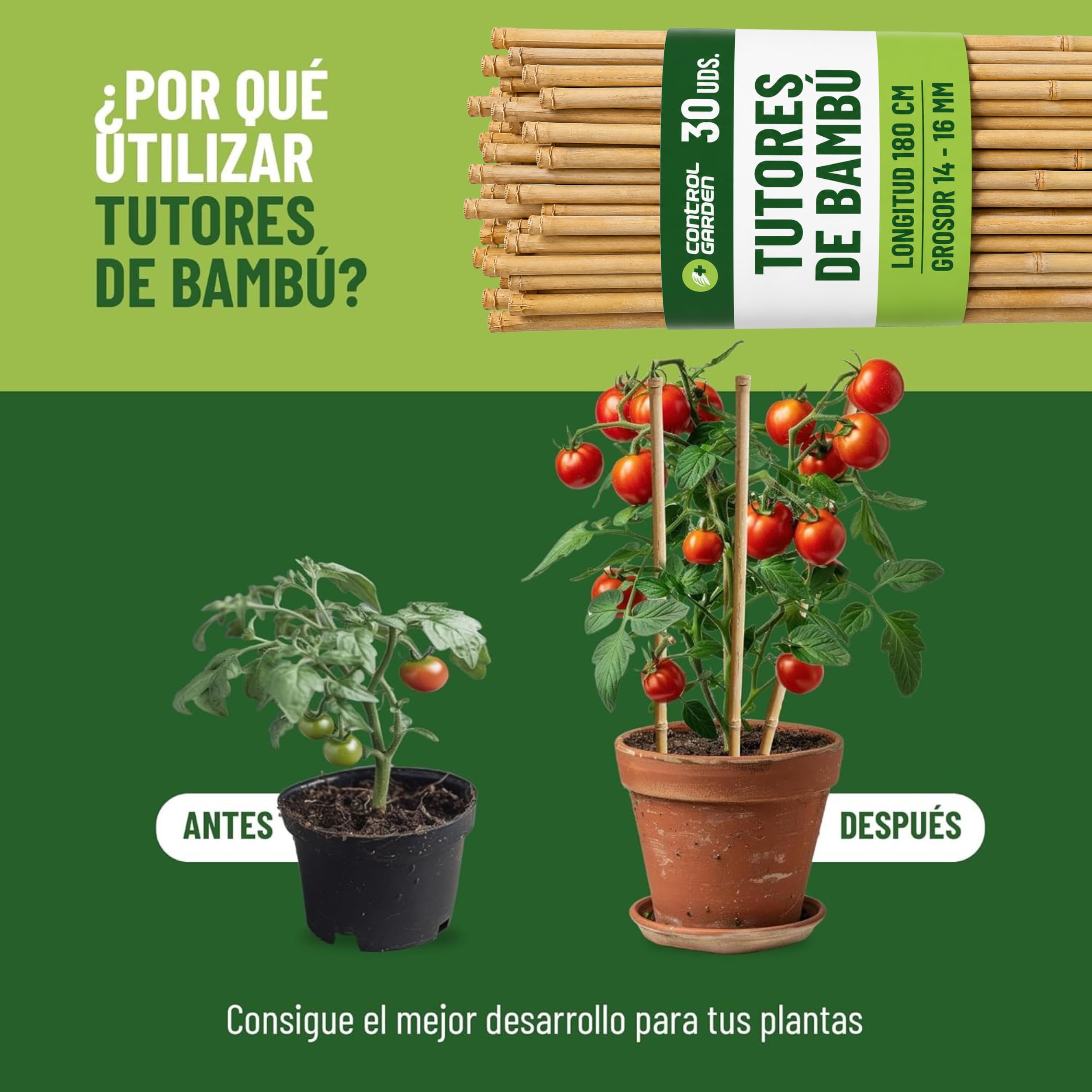 CONTROL GARDEN 30 Tutores de Bambu para Plantas 180 cm Grosor 14-16 cm | Cañas Estacas Natural para Tomateras, Enredaderas y Sujetar Cultivos | Varas Resistentes Huerto y Jardin