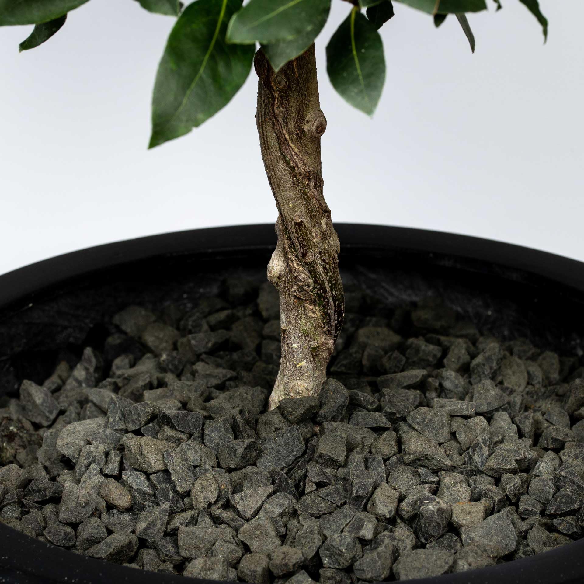 Schicker Mineral Basalt Ziersplitt anthrazit 16-22 mm 25 kg, Basaltsplitt aus Deutschland in verschiedenen Größen von 2-56 mm, Basaltbruch farbechter Naturstein ideal zur Garten-, Hof- & Weggestaltung