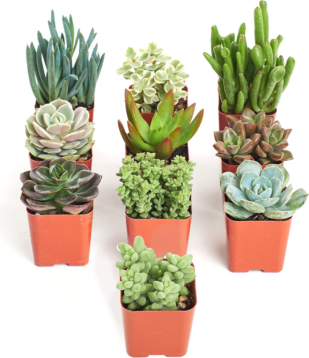 Shop Succulents | Unique Collection | Live Succulents in Soil | Hand Selected Variety | Real Indoor/Outdoor Plants, 10-Pack, Mix