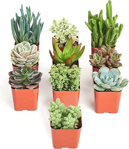 Shop Succulents | Colección única | Suculentas vivas en el suelo | Variedad seleccionada a mano | Plantas reales de interior/exterior, paquete de