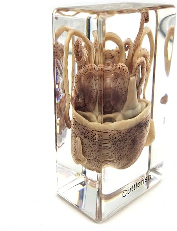 Squid Cuttlefish Specimen in Acrylic Block Paperweights Science Classroom Specimens for Science Education(2.9x1.6x1 inch)