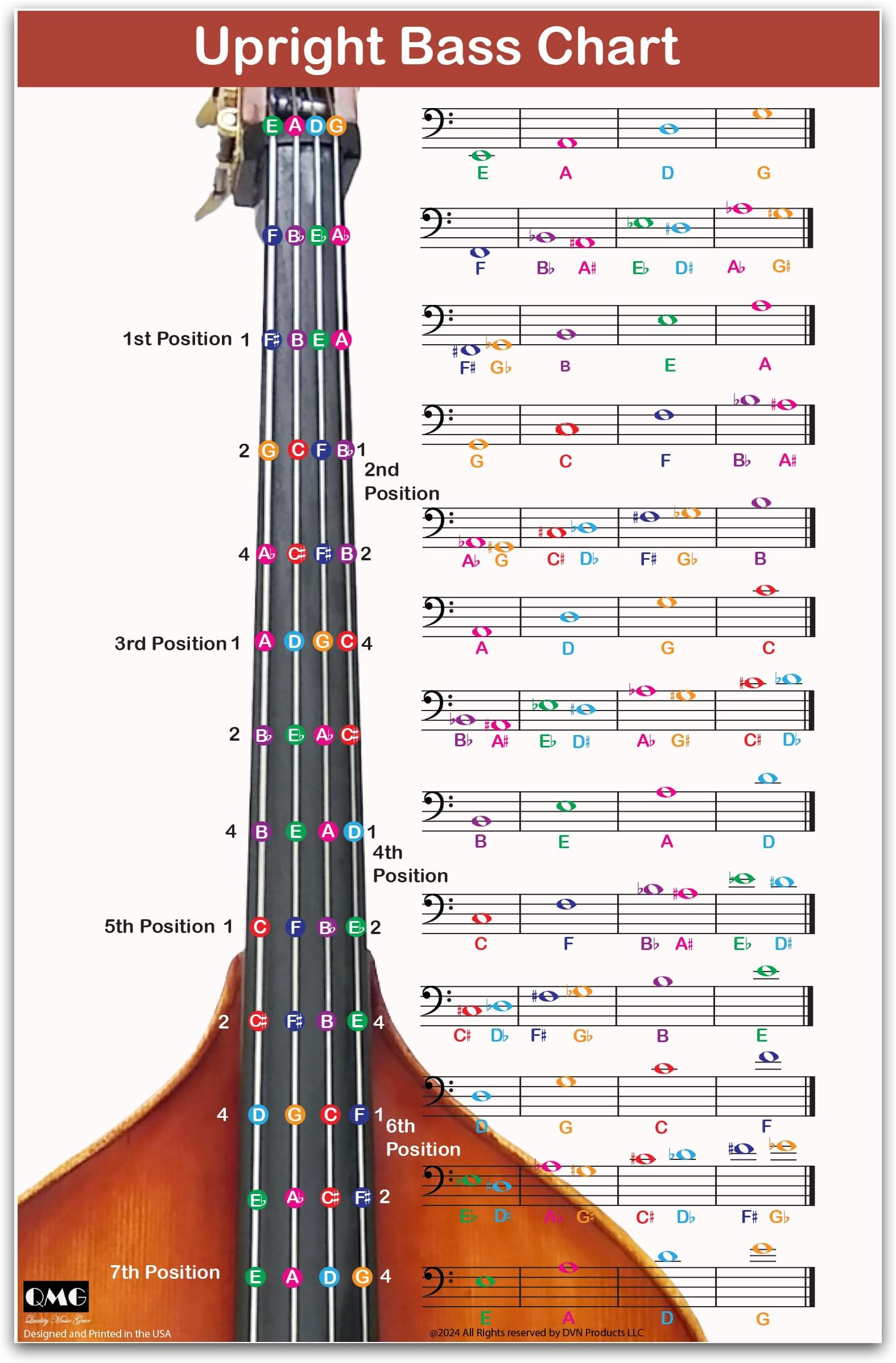 QMG Upright Bass Fingering Chart with Color-Coded Notes, Double Bass Chart Suitable for All Levels, Laminated, Size 11” x 17”
