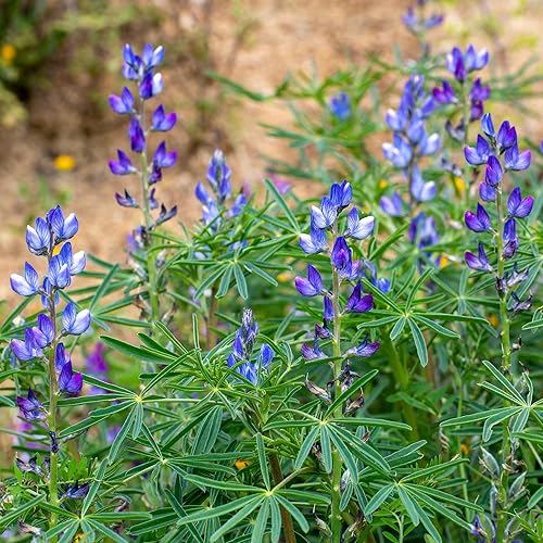 Miniatura 9 de Texas Bluebonnet Seeds  1 libra  Semillas de flores azules, semilla de reliquia atrae abejas, atrae mariposas, atrae colibríes, atrae polinizadores,