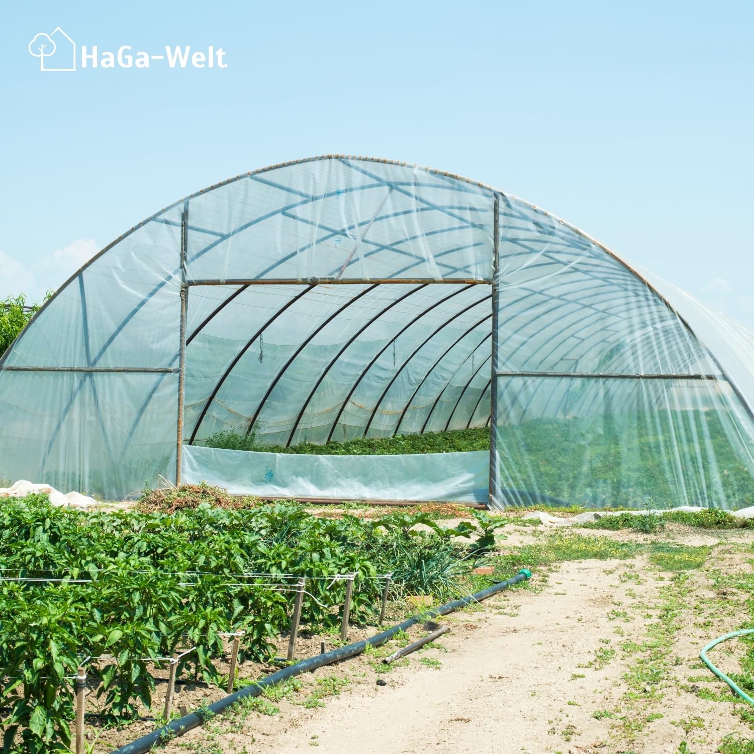 HaGa Pellicola per serra UV5, 6 m x 10 m, in polietilene trasparente, come tunnel di pellicola, serra, pomodori, resistente alle intemperie, ai raggi UV