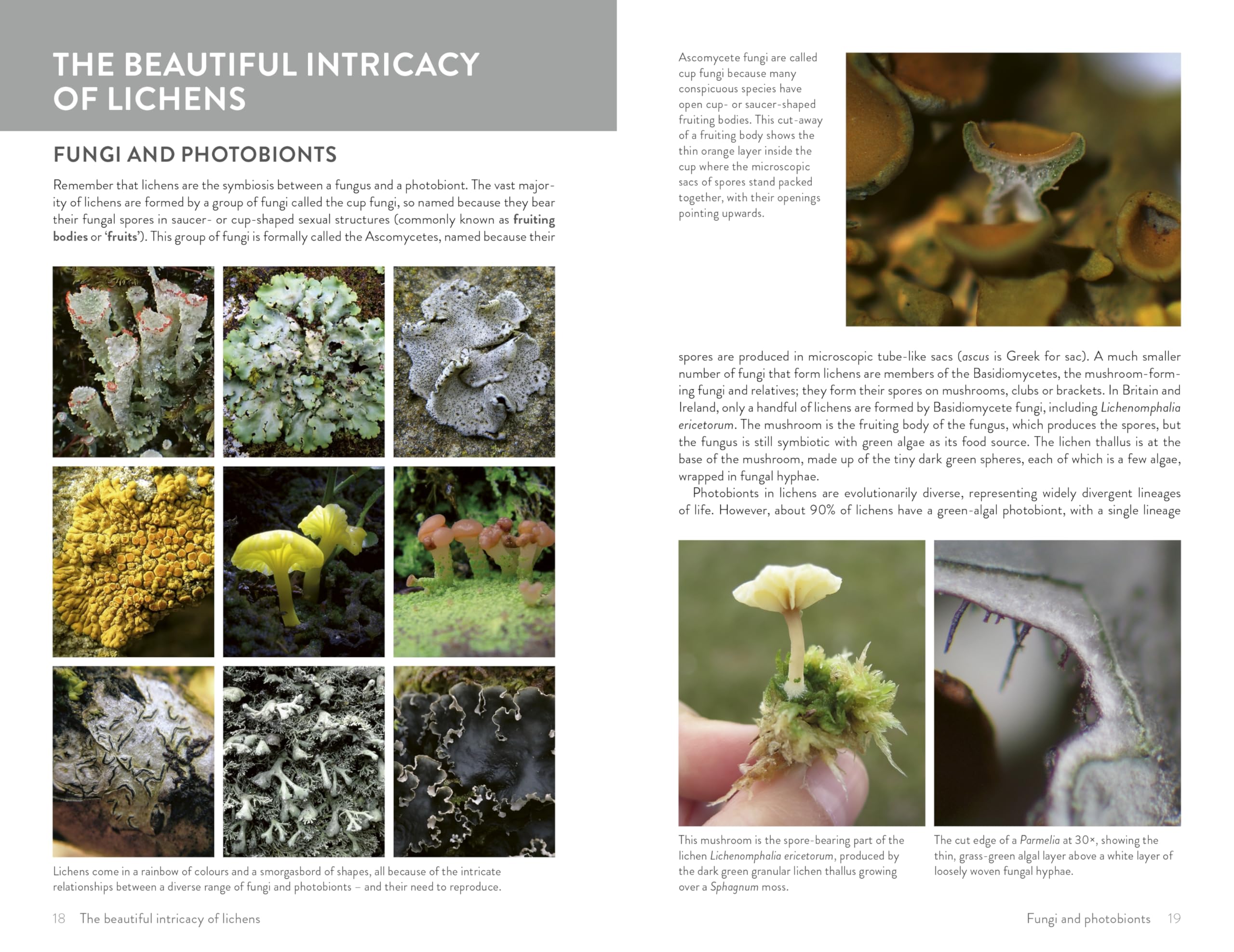 Lichens of Britain and Ireland: An Introductory Guide