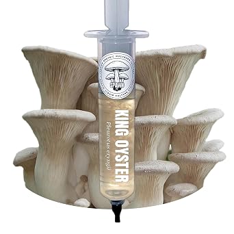 Spawn Mycology 20mL Liquid Culture | King Oyster