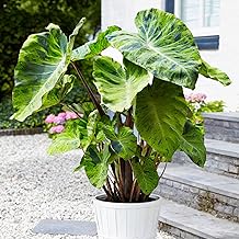 Garden State Bulb Premium Mojito Elephant Ear Bulbs, 7/9 inches, Spring Planting (Bag of 2)