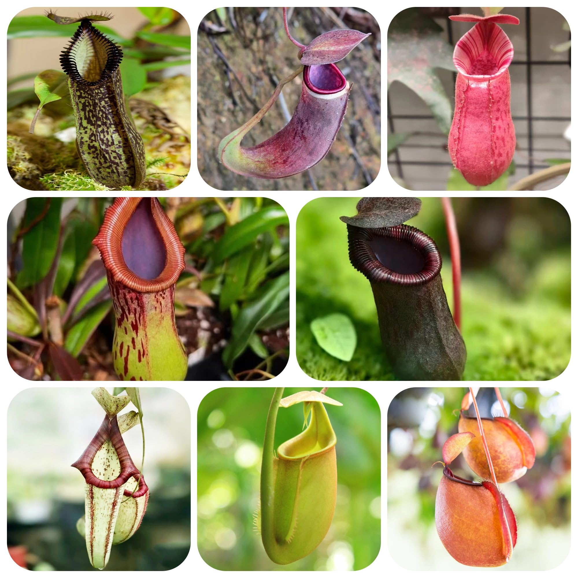 carnívora Nepenthes Decoraciones de jardín raras exteriores Carnívoro colgantes, decorativas balcones. de oficina hoja perenne jardín perennes 200semillas